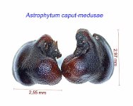 Astrophytum caput-medusae.jpg